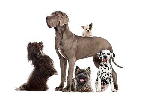 Royalty Free Group Of Dogs Pictures Images And Stock Photos Istock