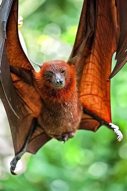 Fruit Bat Or Flying Fox Animals And Such Pinterest