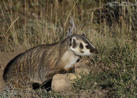 American Badger In Profile Mia Mcphersons On The Wing Photography