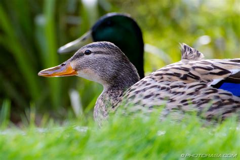 Two Ducks At Pond Photorasa Free Hd Photos