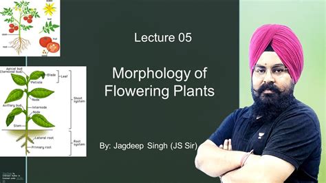 Morphology Of Flowering Plants Lecture 05 Youtube