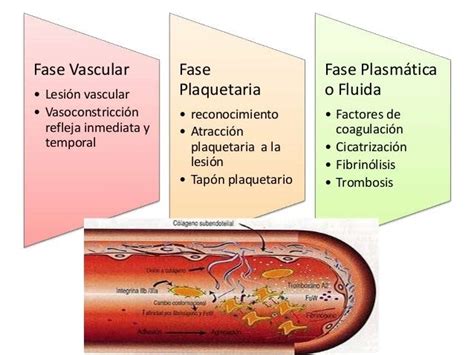 Fase Plaquetaria Y Fase Vascular