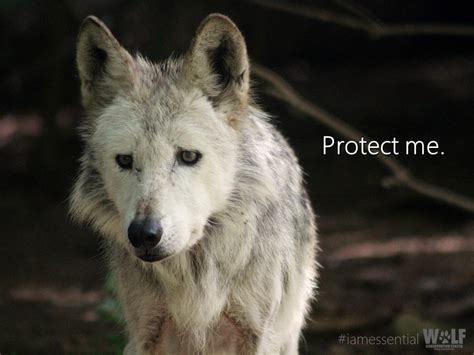 New Mexico Game Commission Pushing Endangered Mexican Wolf