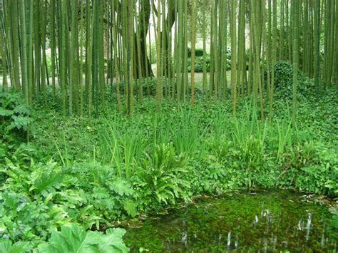 Bamboo Forest Stock Photo Image Of Calm Asia Beautiful 13198494