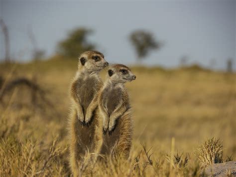 Face To Face With Meerkats In Botswana Tribes Travel