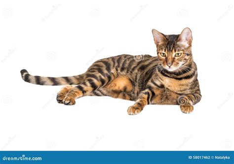 Cat Breed Toyger Stock Photo Image Of Portrait Animal 58017462