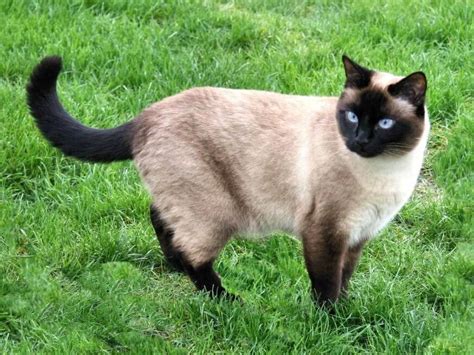 They produce the allergen in their saliva which is deposited on their fur and which results in dander flying around the room containing the fel d1 allergen which makes allergic people react in. Siamese Cat Introduction 101 - Hypoallergenic Cats
