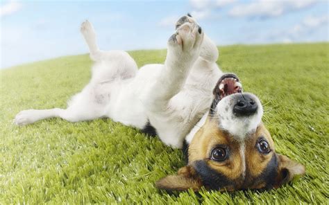Wallpaper Grass Lie Puppy Playful Vertebrate Dog Like Mammal