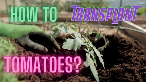 How To Transplant Tomatoes To Get Big Harvests Youtube
