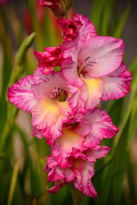 Pink Gladiolus By Brad Gross Flowers And Gardens Pinterest Gladioli