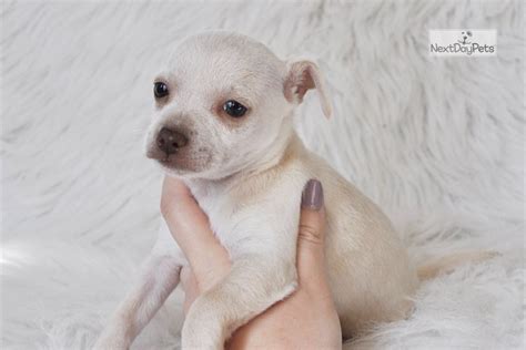 Rolly Chihuahua Puppy For Sale Near Sacramento California 569ce874