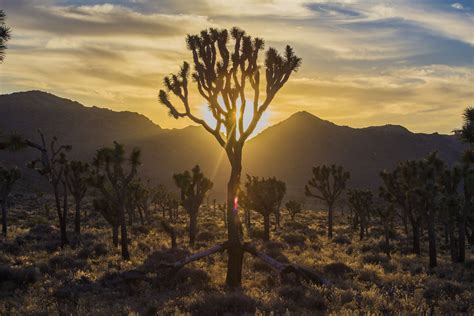Expose Nature Sunset At Joshua Tree National Park Ca Oc 5472x3648