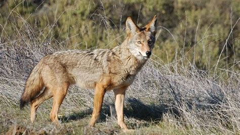 6000 Coyotes Killed In Utahs Bounty Program