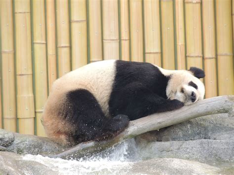 So Tired Panda Panda Bear Bear