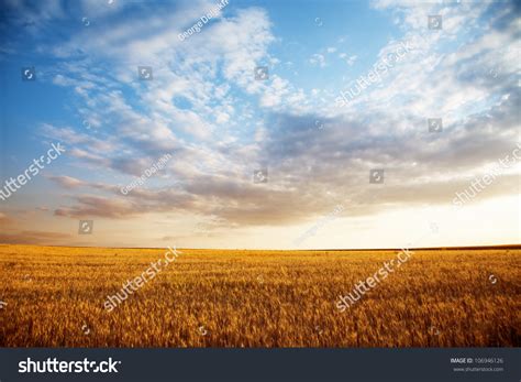 Summer Landscape Wheat Field Sunset Stock Photo 106946126