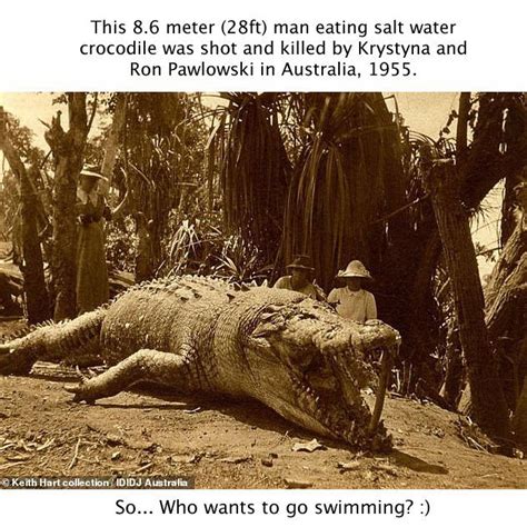 Why Saltwater Crocodiles Are The Scariest Reptile Alive Page