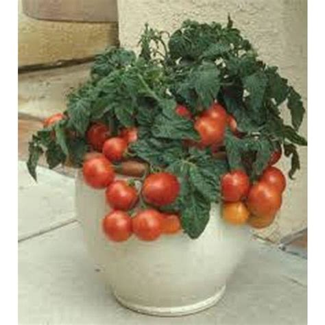 Patio F1 Hybrid Tomato Seeds Etsy