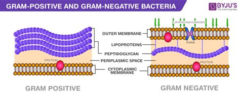 Gram Positive Vs Gram Negative Bacteria A Comparison Easybiologyclass