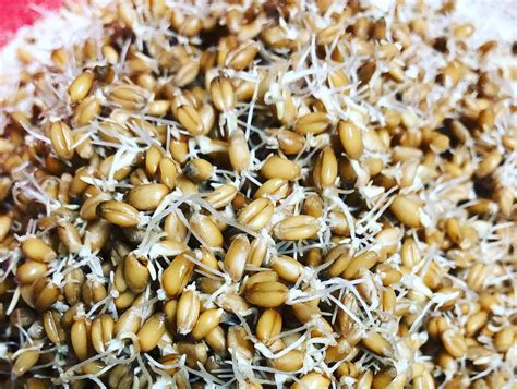 Sprouting Grains recipe | She & Jim