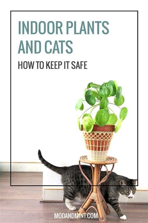 Indoor Plants And Your Pets How To Keep It Safe Cat Plants Cat
