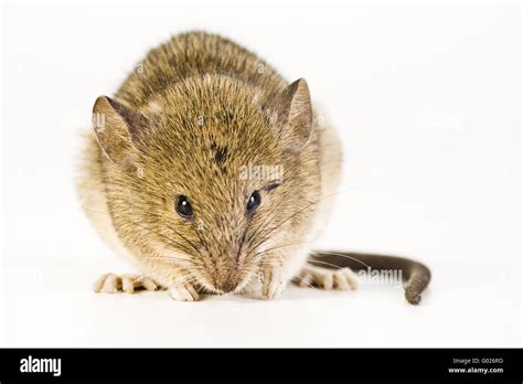 House Mouse Mus Musculus Stock Photo Alamy