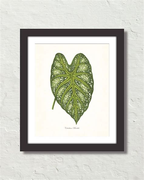 Find authentic tropical print furniture and rare pieces from the world's best dealers. Vintage Tropical Leaf Caladium Mirabile No. 2 Botanical ...