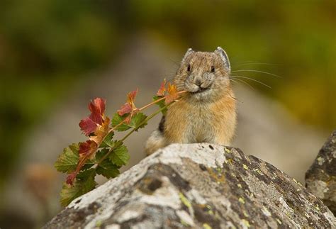 12 Pictures Of The Alpine Pika That Look Like Theyre Racing Home To