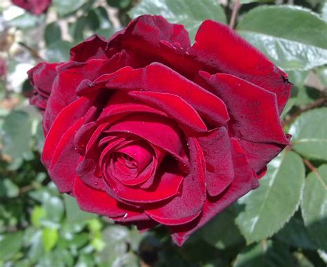 Free Images Nature Flower Petal Romantic Red Rose Single