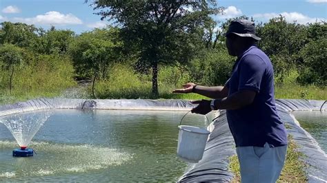Fish Feeding In A Pond As A Beginner Tilapia Fish Farming In Zambia