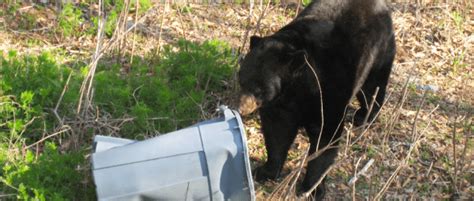 Florida Bear Hunt Exceeds Expected Number The Wildlife Society
