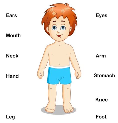 Human Body Parts Diagram