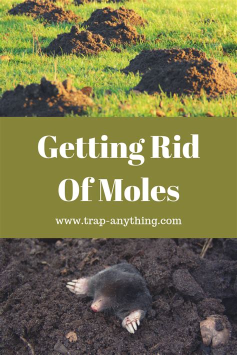 Getting Rid Of Moles Lawn And Garden Lawn Mole