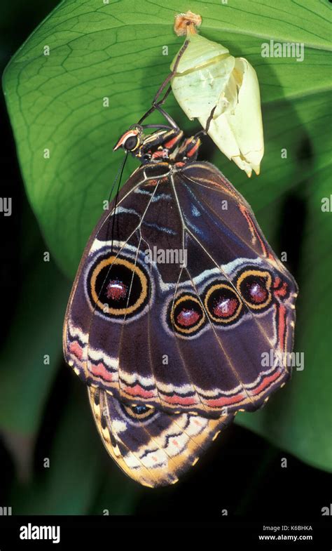 Blue Morpho Butterfly Morpho Peleides Central America Pupae Hanging