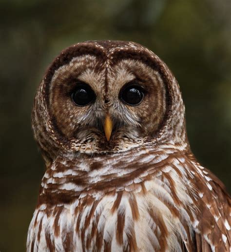 Spending Time With Barred Owls In North Carolina Best Life Birding