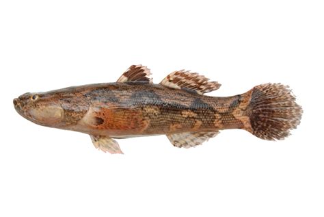 Ikan oscar atau nama latin astronotus adalah sebuah genus ikan dari familia cichlidae. Cara Budidaya Ikan Gabus - Dunia Akuarium