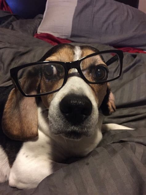 Dog Wearing Glasses On Tumblr