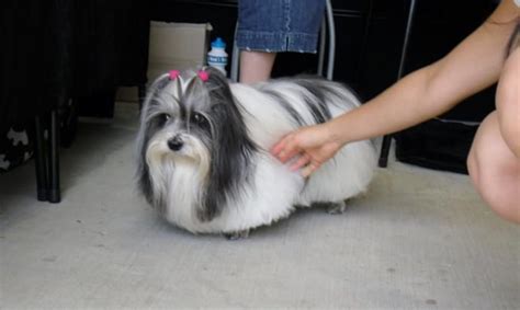 23 Hilariously Awful Dog Haircuts