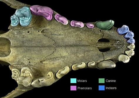 Animal Skull ID: Using Teeth - The Infinite Spider