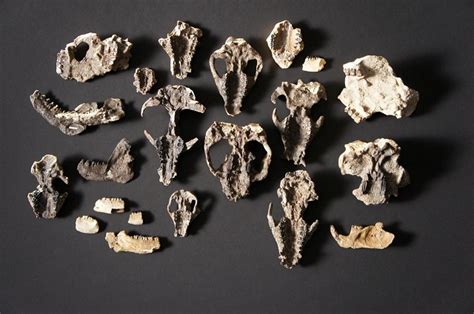Post Apocalyptic Fossils Show Rise Of Mammals After Dinosaur Demise