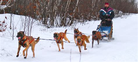 All we need now is a happy home for the canine friends. Musher Registrations - Kearney Dog Sled Races