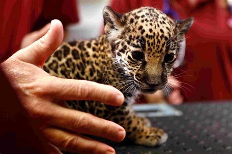 Jaguar Cubs Born At The Memphis Zoo
