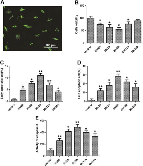 Ogsdr Induced Apoptosis Of Astrocytes The Astrocytes From Spinal Cord