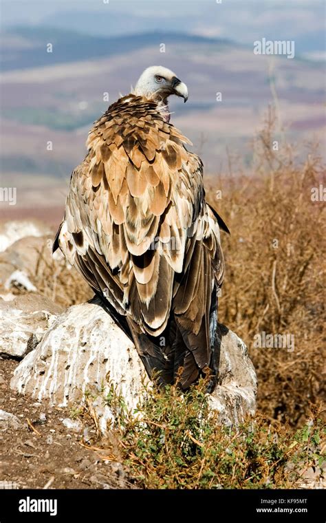 Griffon Vulture Gyps Fulvus On The Ground Seen From Behind