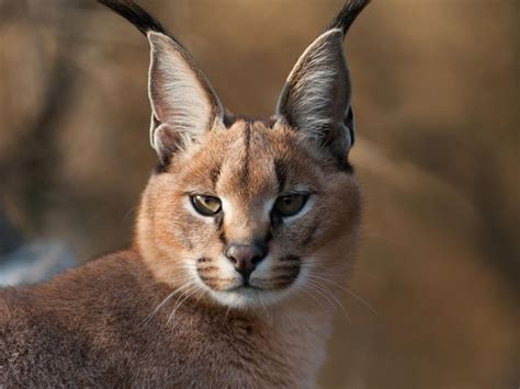 Caracal Wallpapers Backgrounds