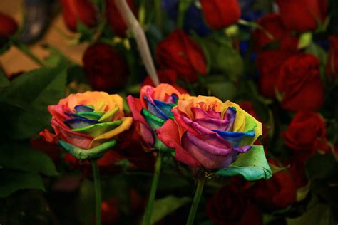 Choose from a curated selection of flower photos. Rainbow Roses Are Extra Special Flowers For The Extra ...