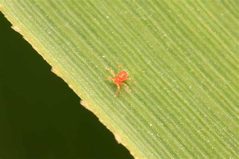 Spider Mites On Leaves