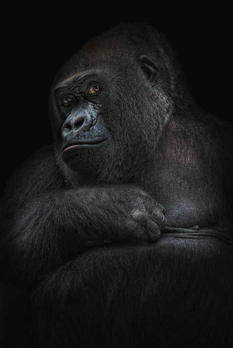 Shy Gorilla Girl Photograph By Joachim G Pinkawa Pixels