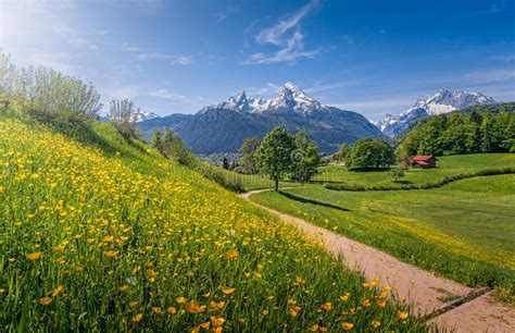 Mountain Tops Stock Image Image Of Leaf Flower Meadow 219917277