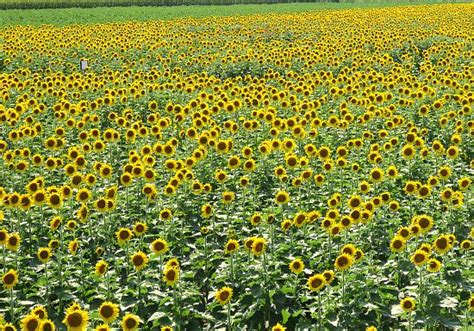 How To Visit Kansas Sunflower Fields