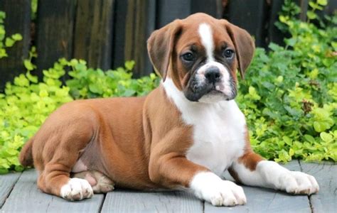 Buy Boxer Puppies For Sale In Delhi Dav Pet Lovers